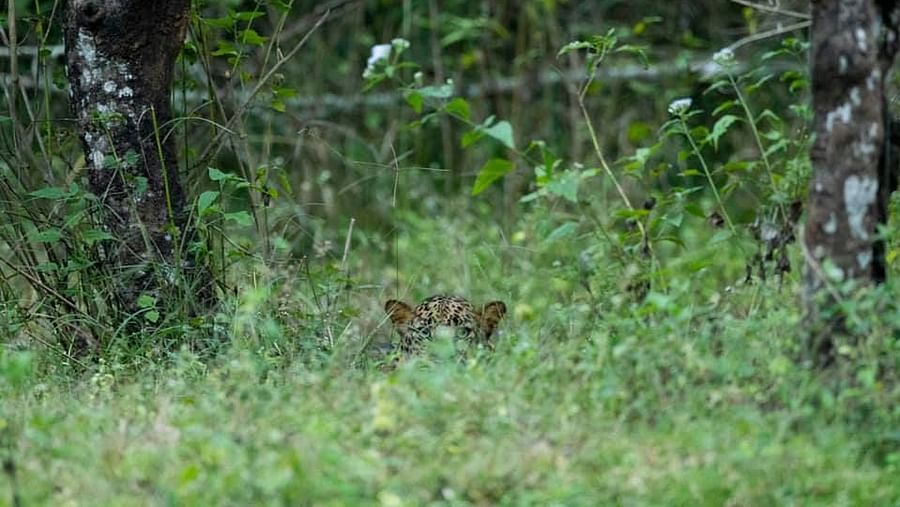 leopard