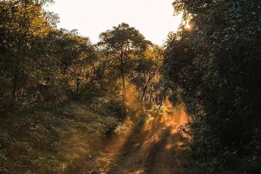  Serene path through a forest with sunlight streaming through the trees, creating a warm, golden light on the ground.