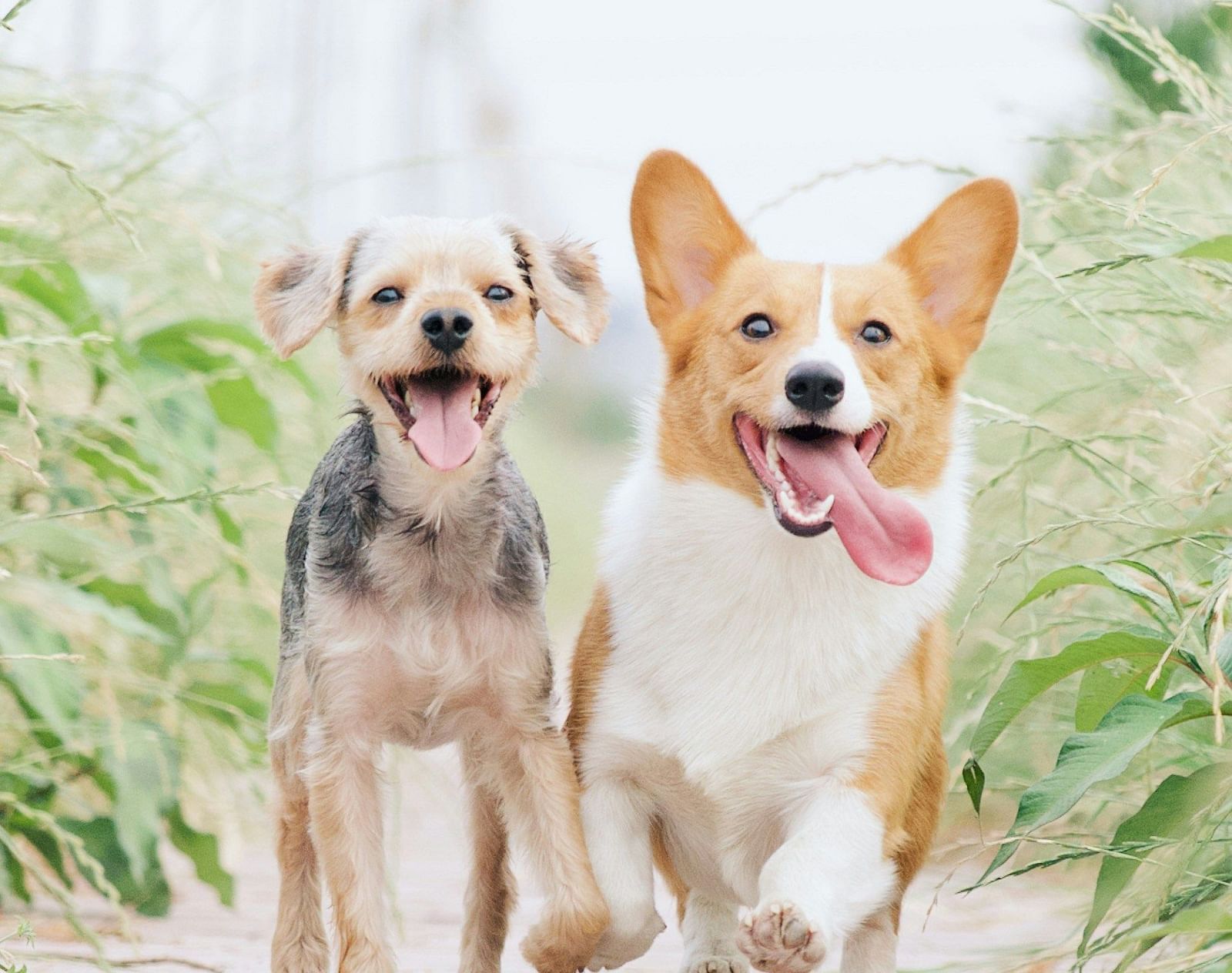 Two dogs walking on a path, one tan and one a corgi.