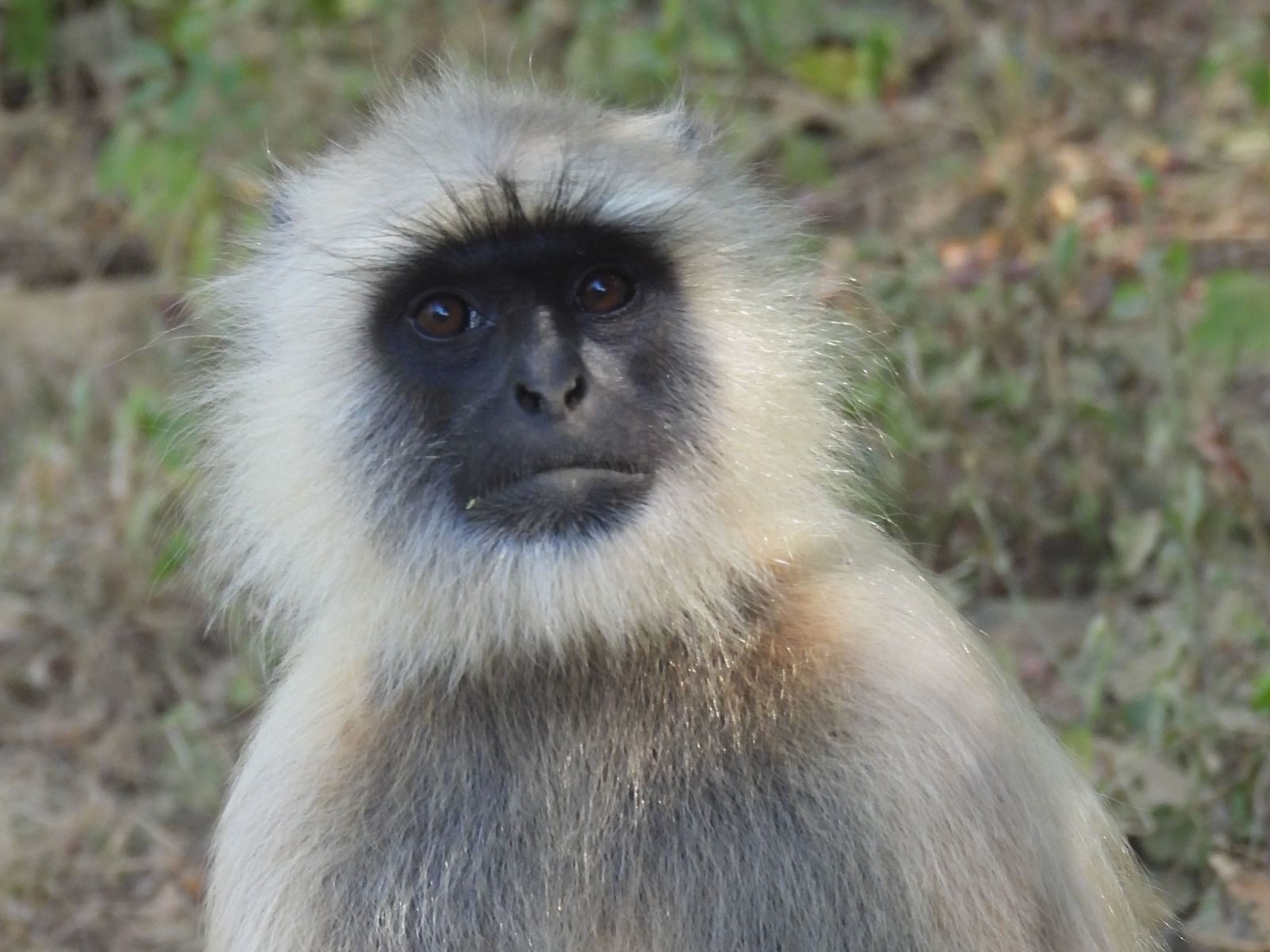 A gray langur monkey looks directly at the camera.