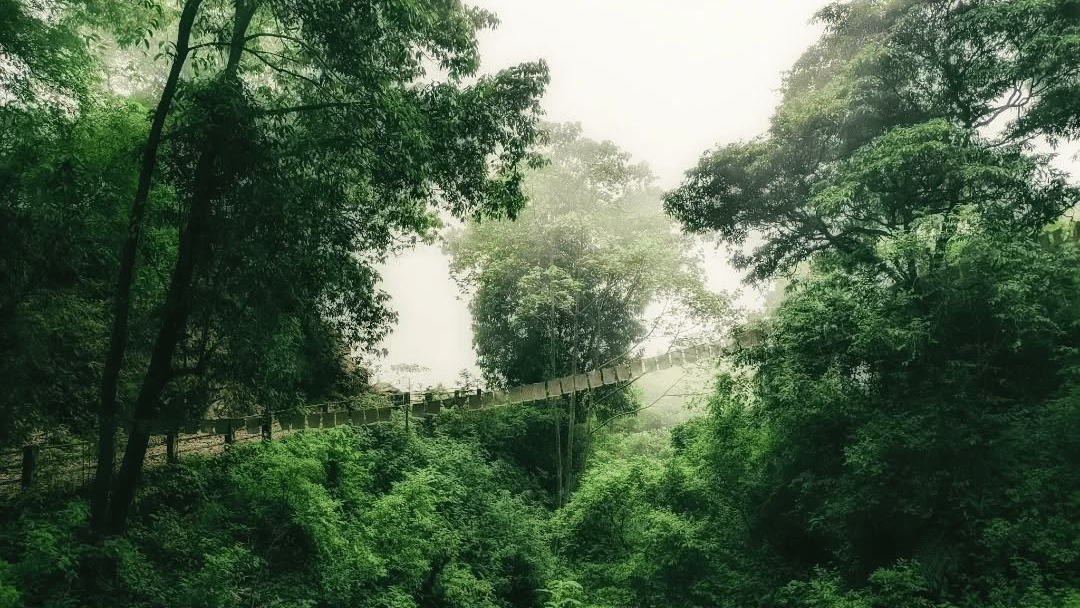 dow hill forest