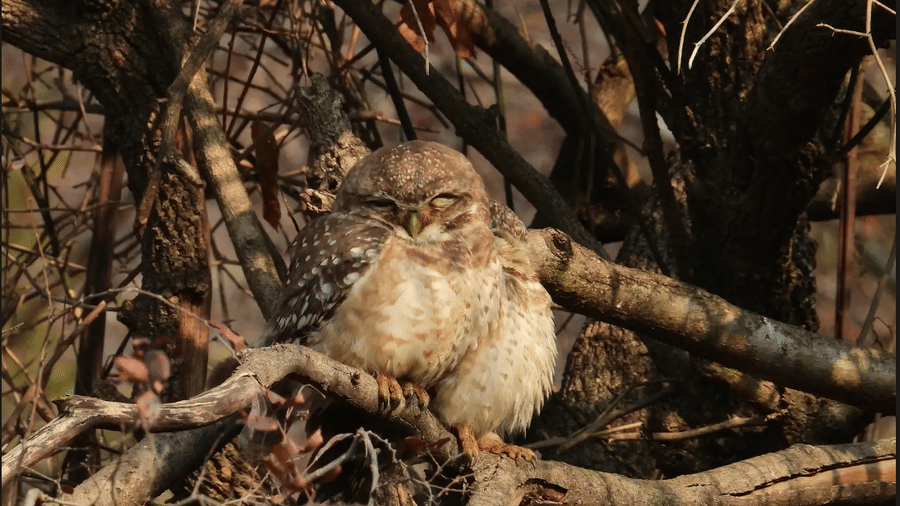 A picture featuring a bird perching on a tree in the day time