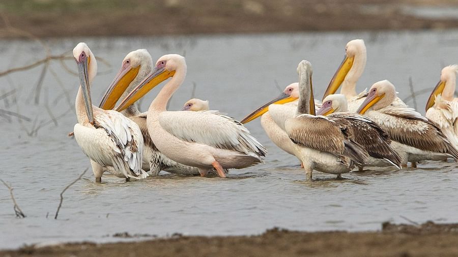 Birding at Surya Bagh Ajabgarh