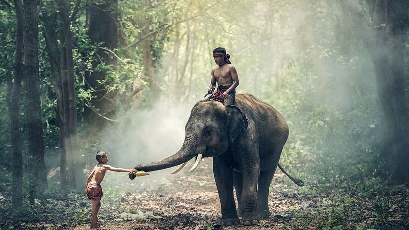 children playing with an elephant