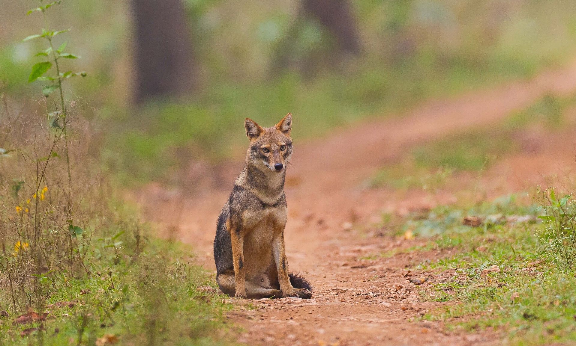 Jackal Male Nagarahole-6315 1