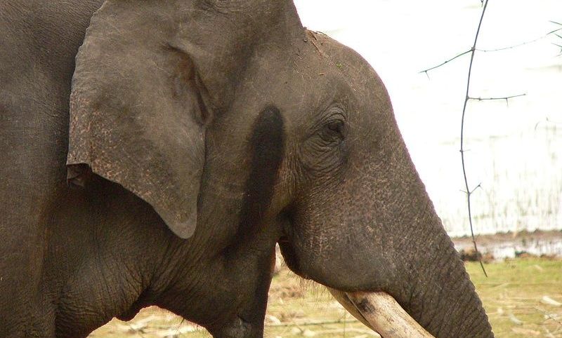 Close-up of an elephant's head with a tusk.