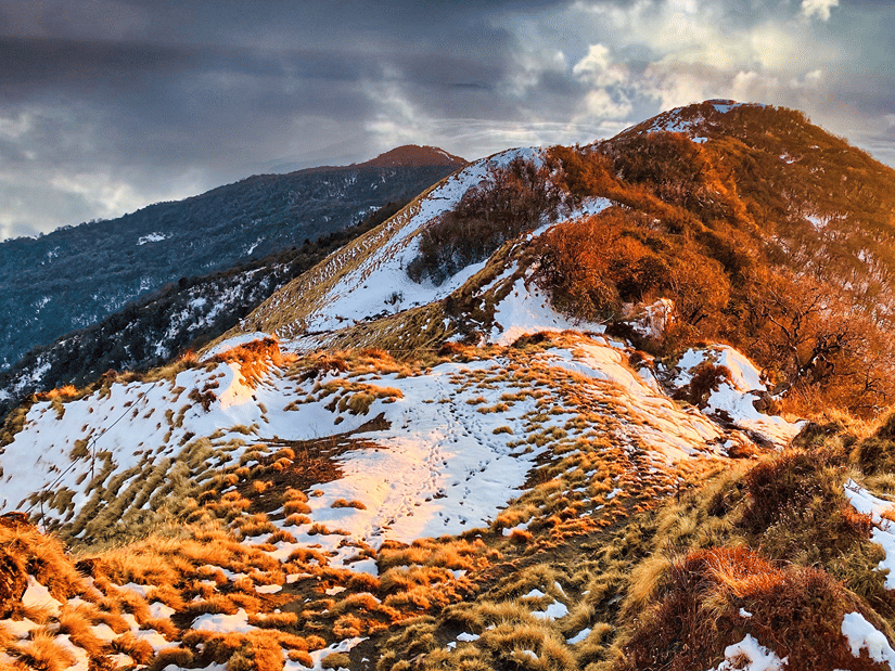 Snow-covered Singalila Ridge with golden alpine grass and mountain slopes glowing in the warm evening light.