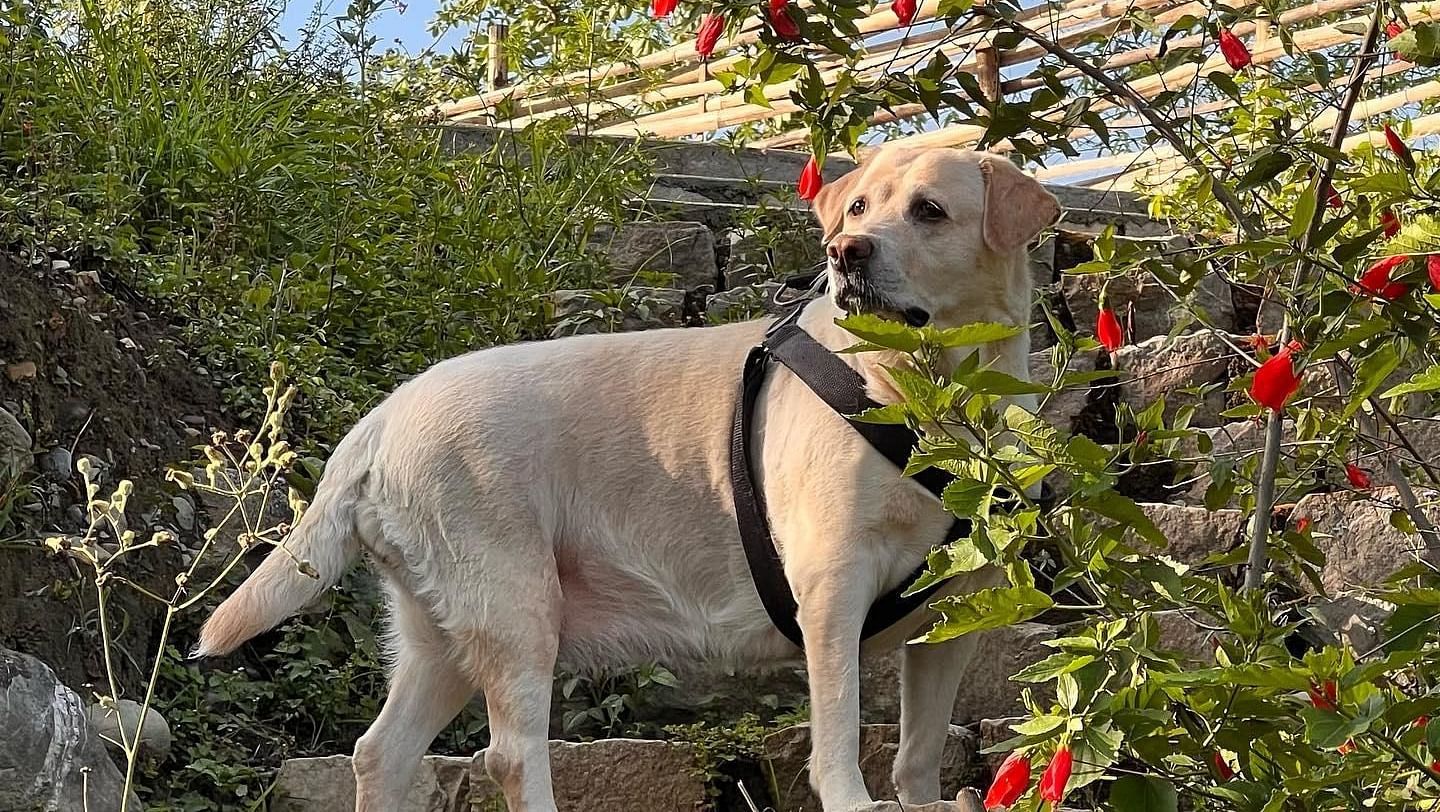 A dog standing on the stairs surrounded by lush greenery at The Sylvan Retreat, Dehradun.