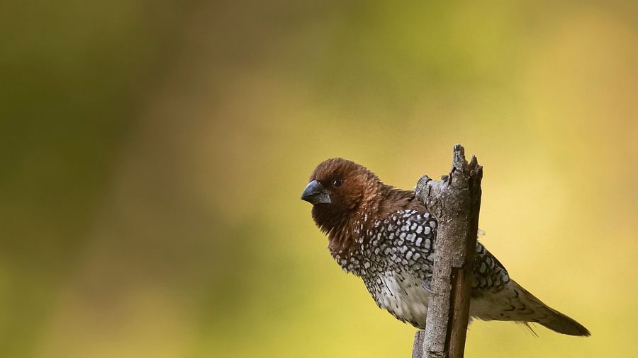 A close-up side angle photo of a small bird resting on a branch.