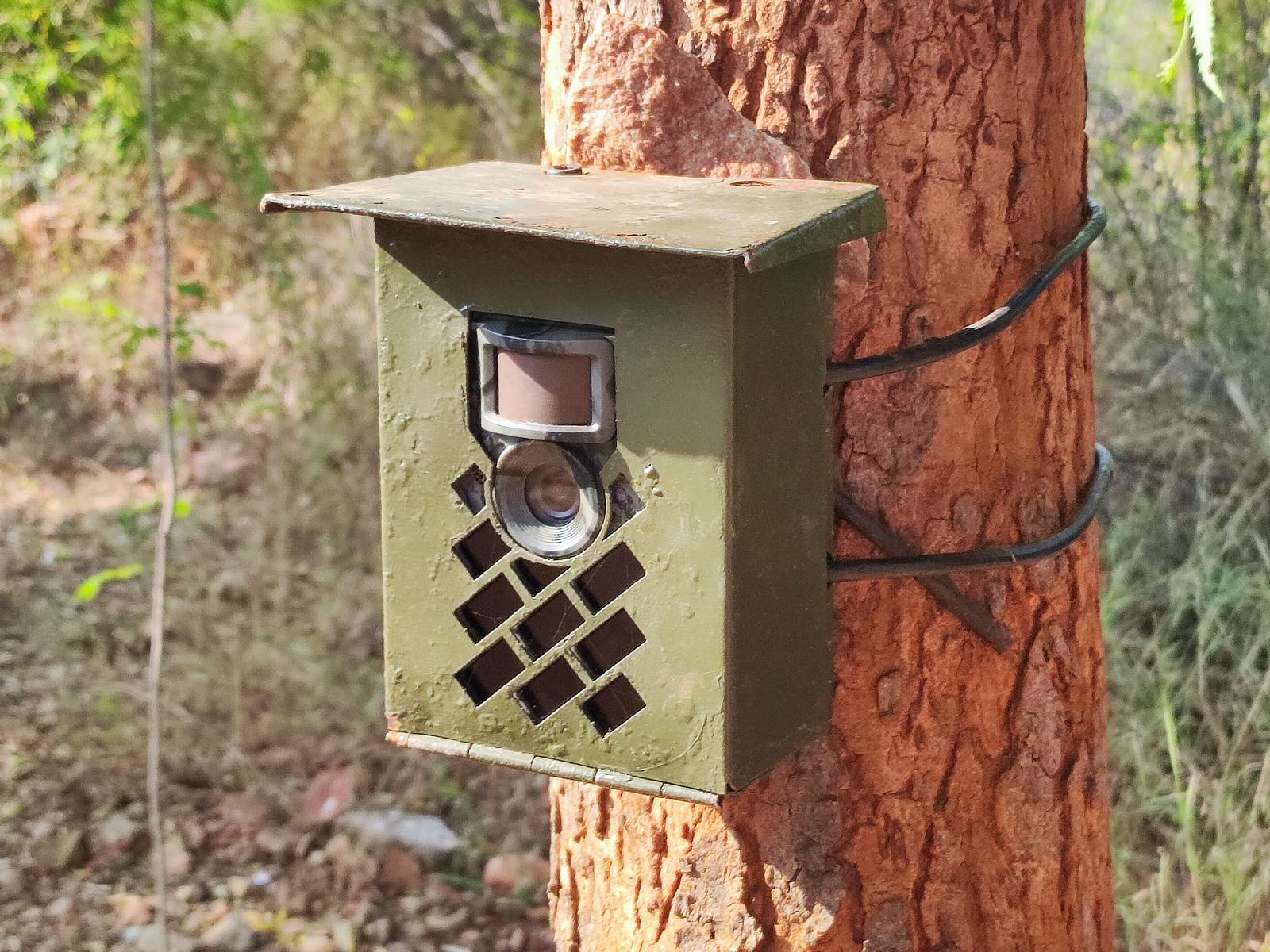 A camera trap is attached to a tree, ready to capture images of passing wildlife.