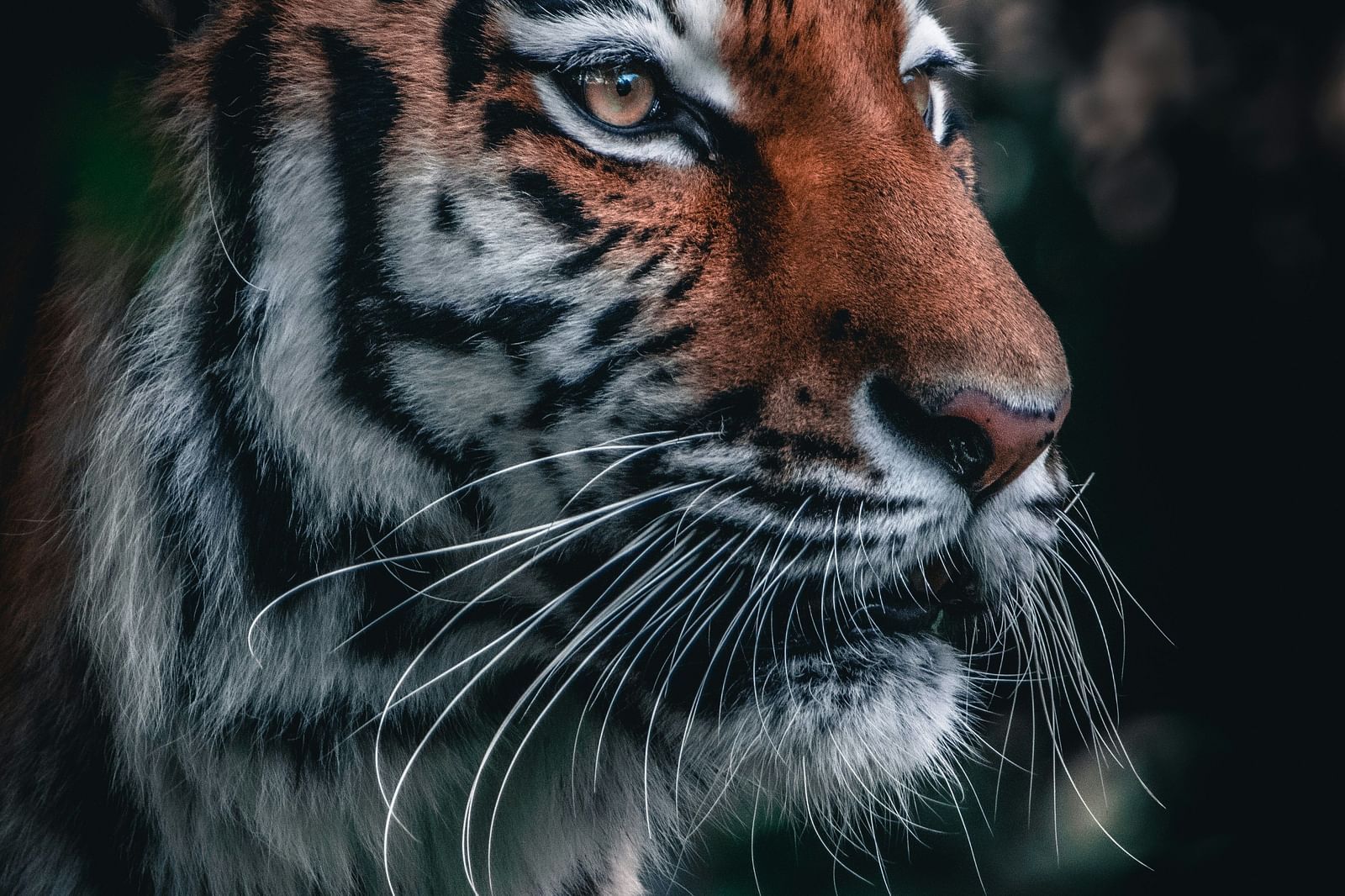 an image of a tiger in the forest