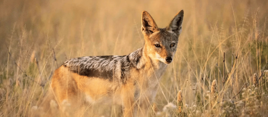 JACKAL-1
