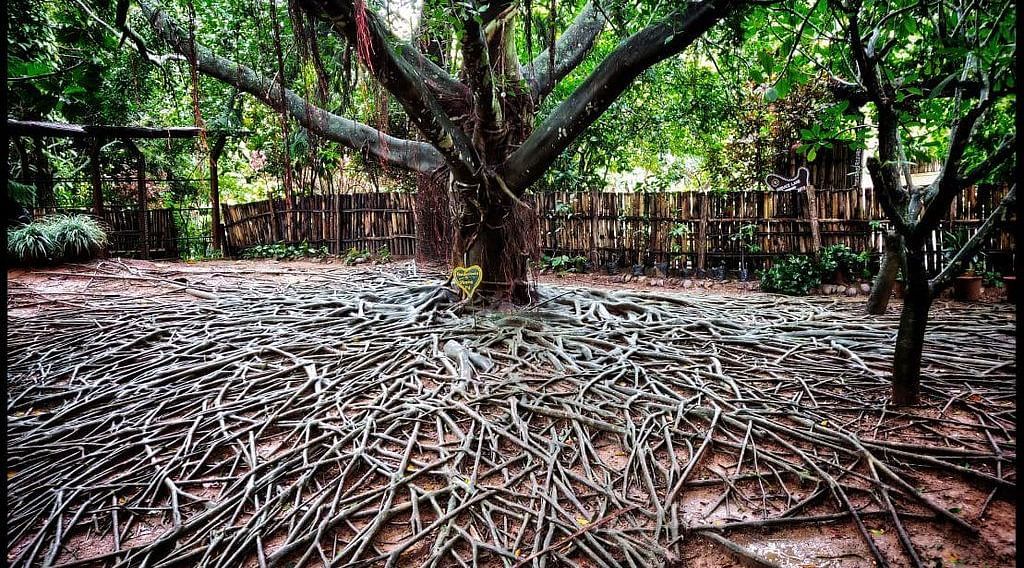 image of the enchanted ficus tree with lush serene green canopy in the top and widely spread roots in the foreground