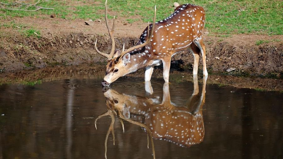 Sariska National Park at Umaid Palace Hotel Kalakho Dausa Rajasthan