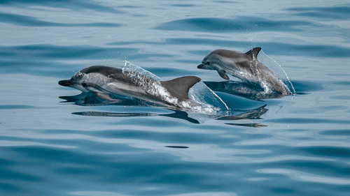 three dolphins swimming in the sea