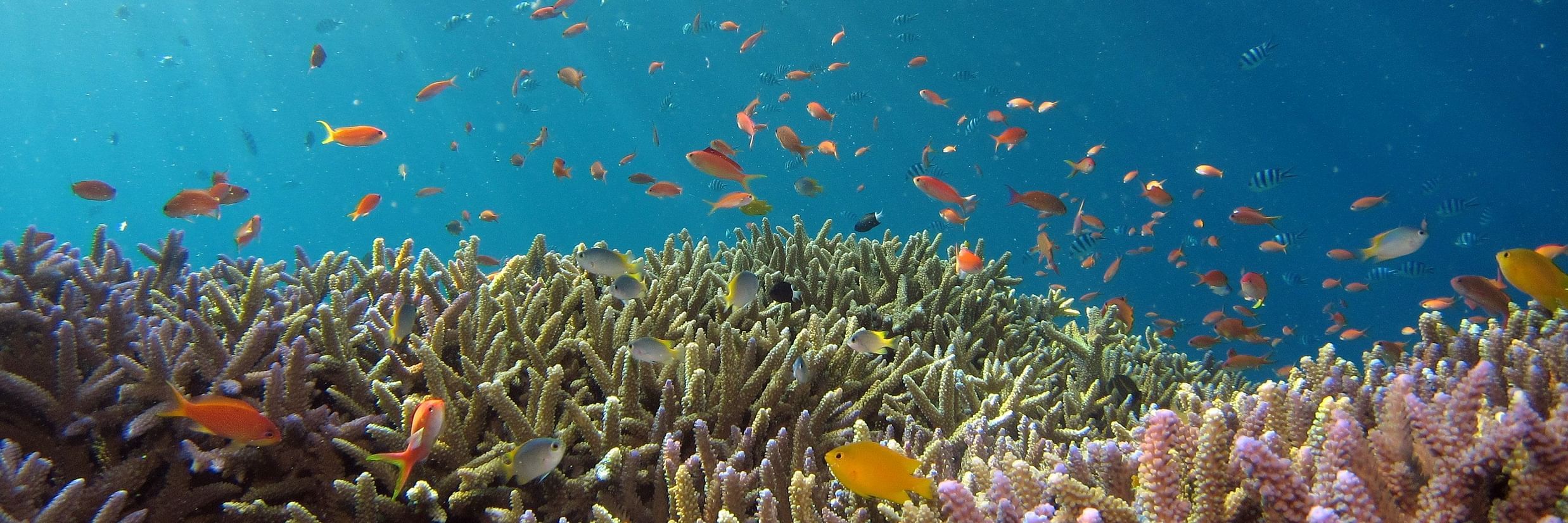 Coral Reef