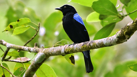 Asian Fairy Bluebird