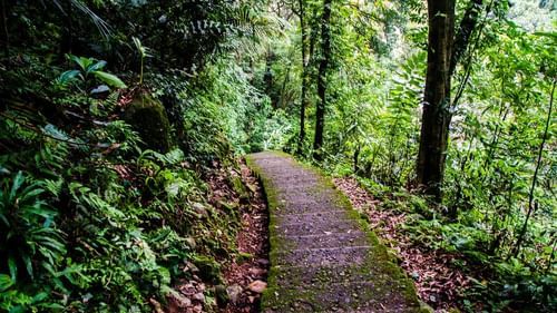 a trekking path amidst nature