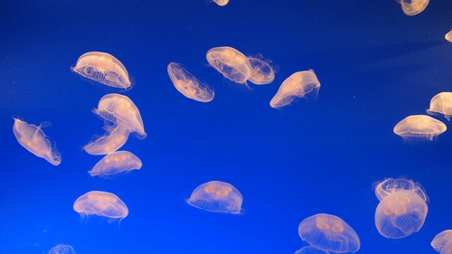 glowing jellyfish under water