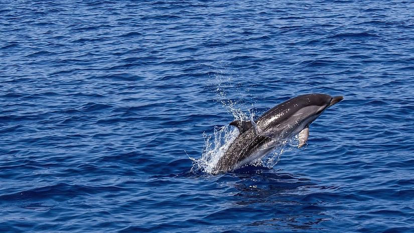 Two dolphins, one larger and one smaller, leap together out of the vast expanse of the deep blue sea, creating splashes.