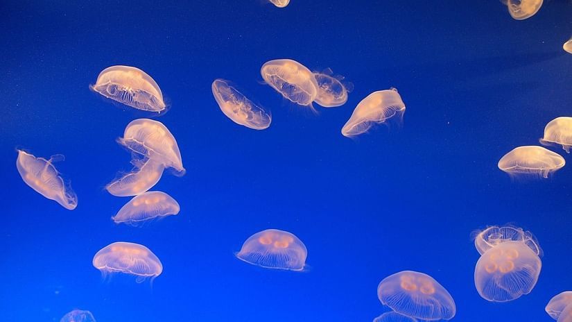 glowing jellyfish under water