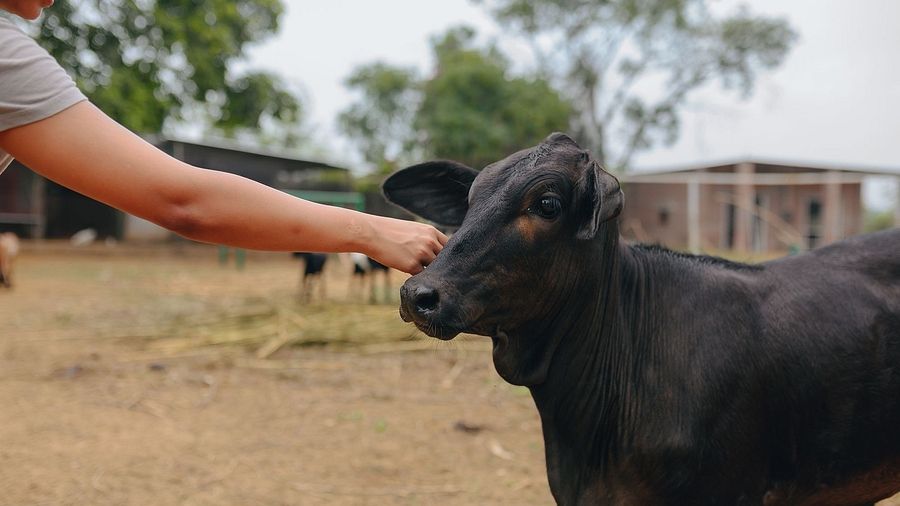 A person petting a black calf in an open farm area with dry soil and trees in the background | Karma Chalets