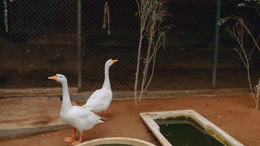 Two white ducks standing beside concrete water trough inside a fenced enclosure with dry ground and some plants | Karma Chalets