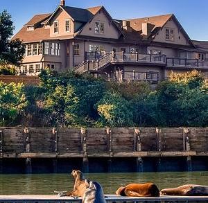 A large building sits on a hill above a wooden walkway and a body of water with a seal in the foreground.