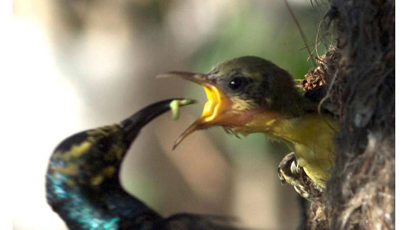 Birds at Shaheen Bagh Resort one of the best resorts in dehradun 