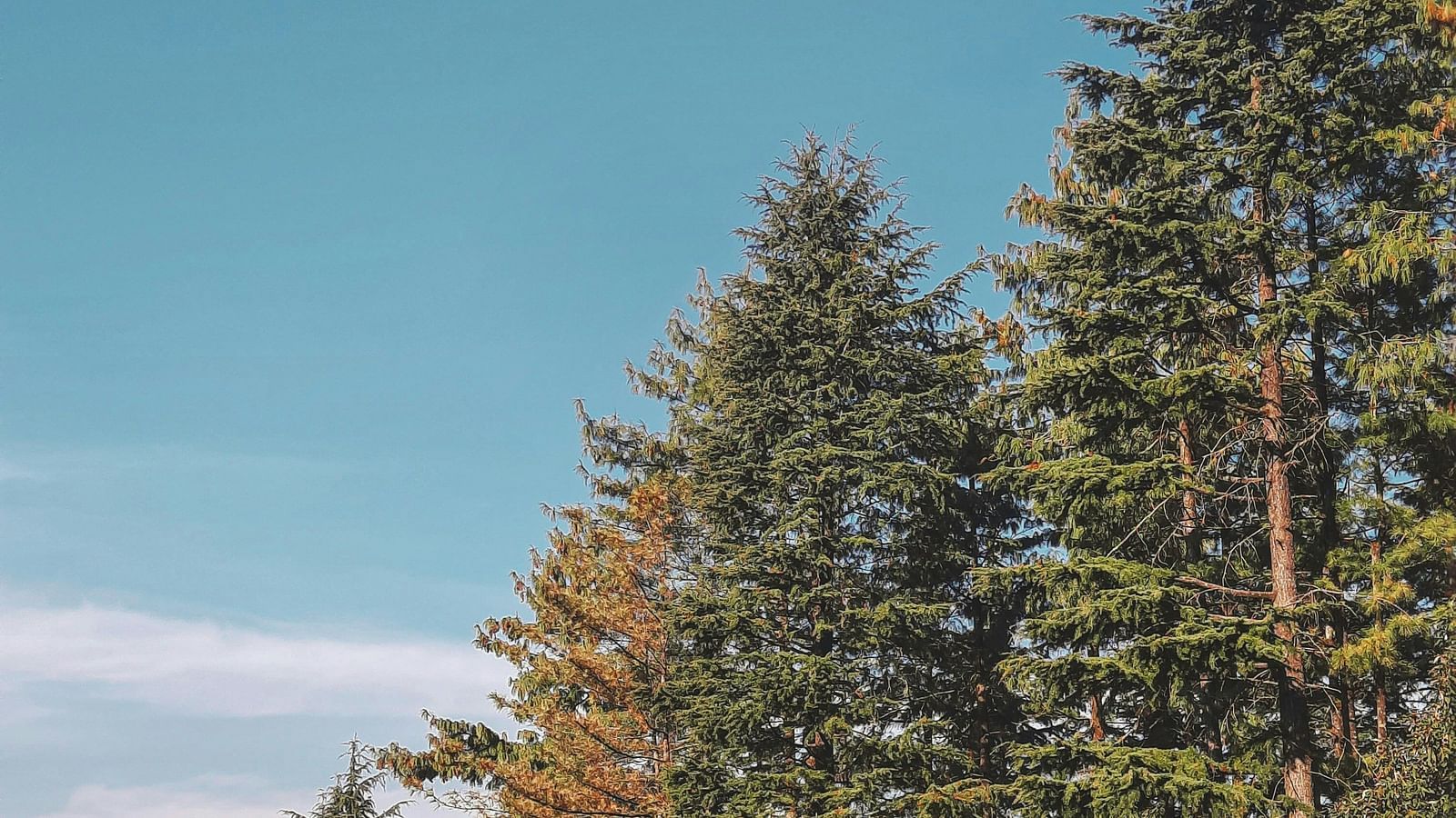 Many pine trees next to each other with a blue sky in the background.