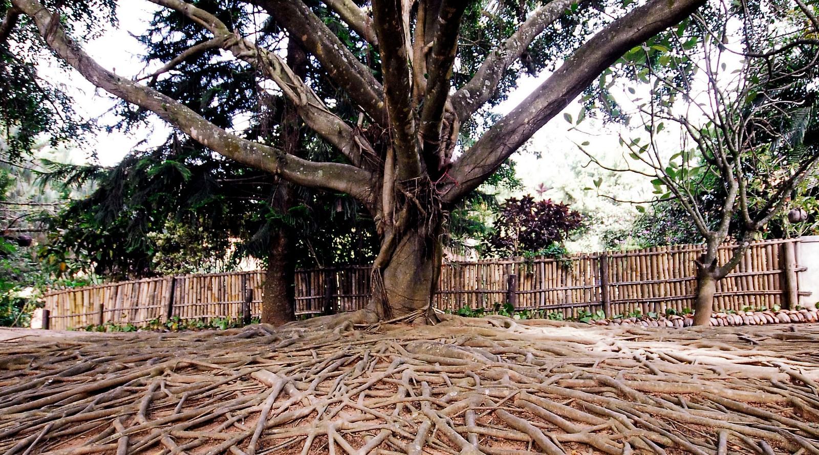 image of the enchanted ficus with featuring a tree with widely spread ariel roots