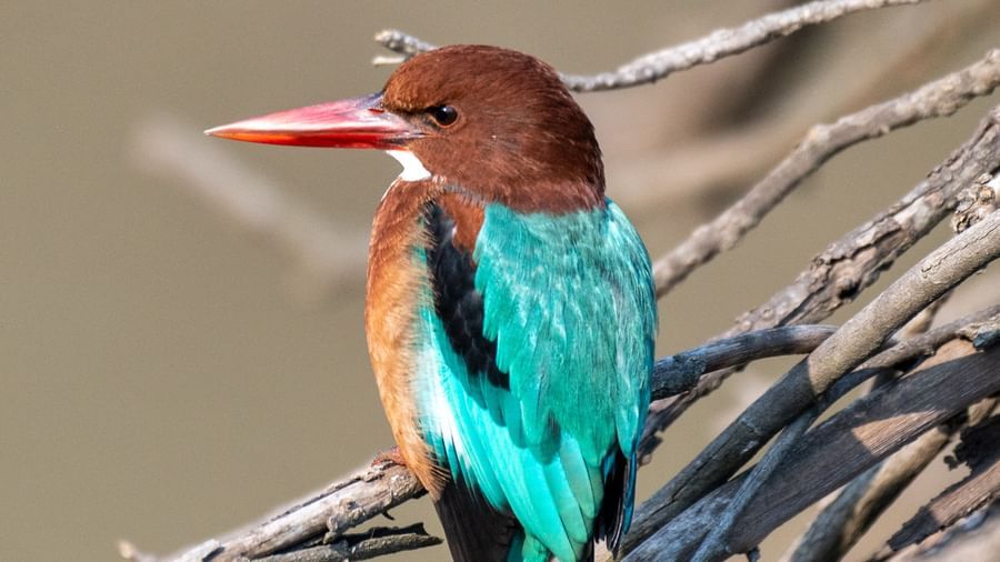 A close-up picture a White throat-ed Kingfisher resting on a dry plant, captured in the day time