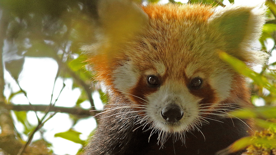 Red panda