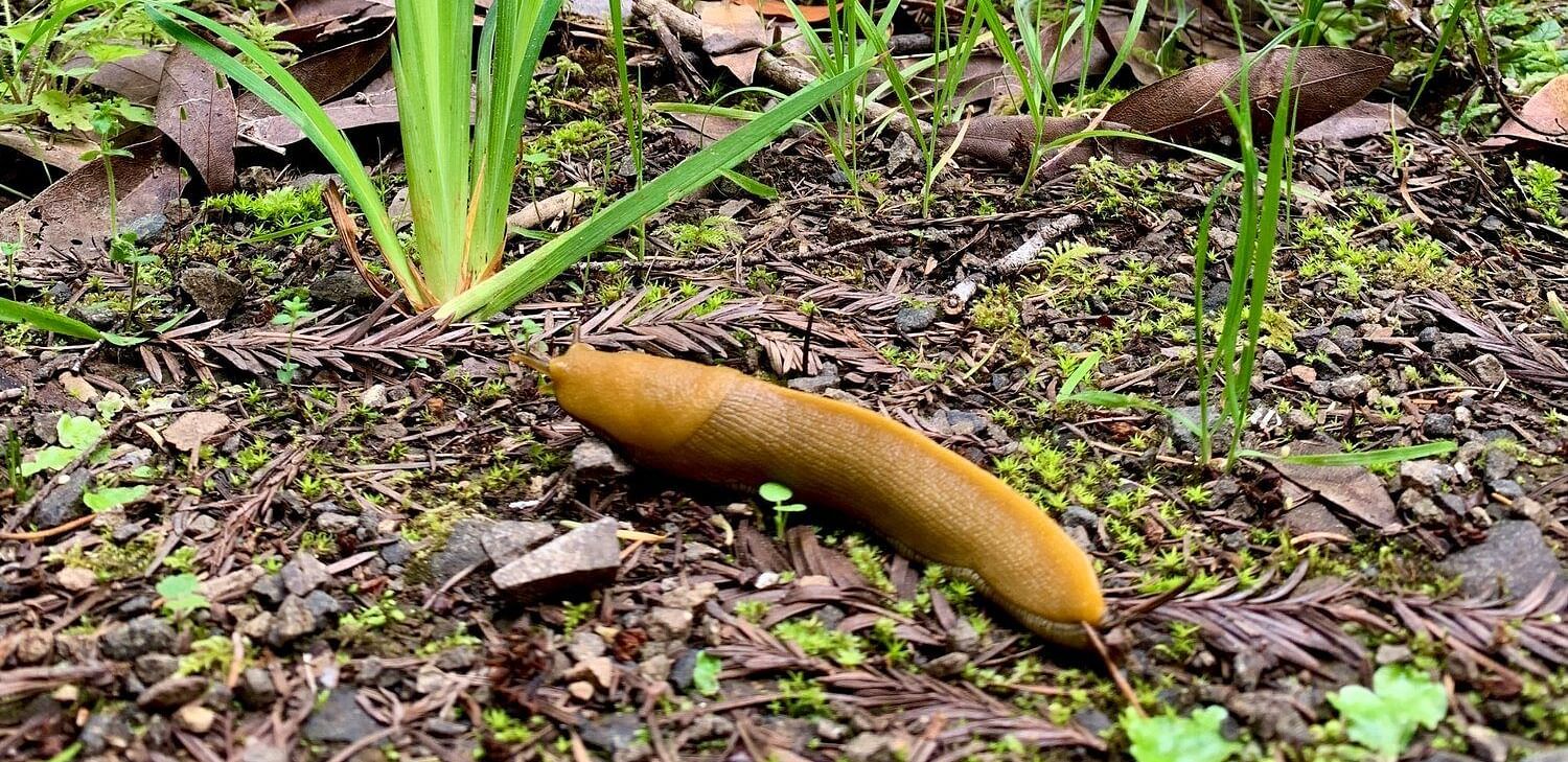 A close-up of a slug on the forest floor.