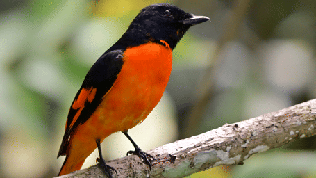 Orange Minivet
