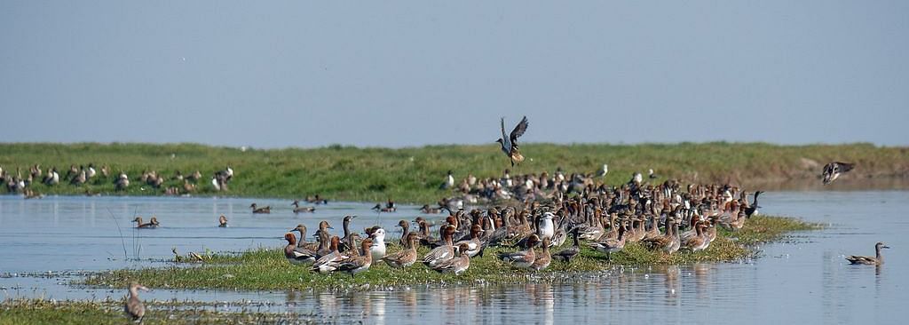 Balukhand Konark Wildlife Sanctuary a picture of a group of birds 