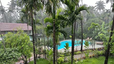 An outdoor swimming pool is surrounded by tall palm trees and green vegetation.