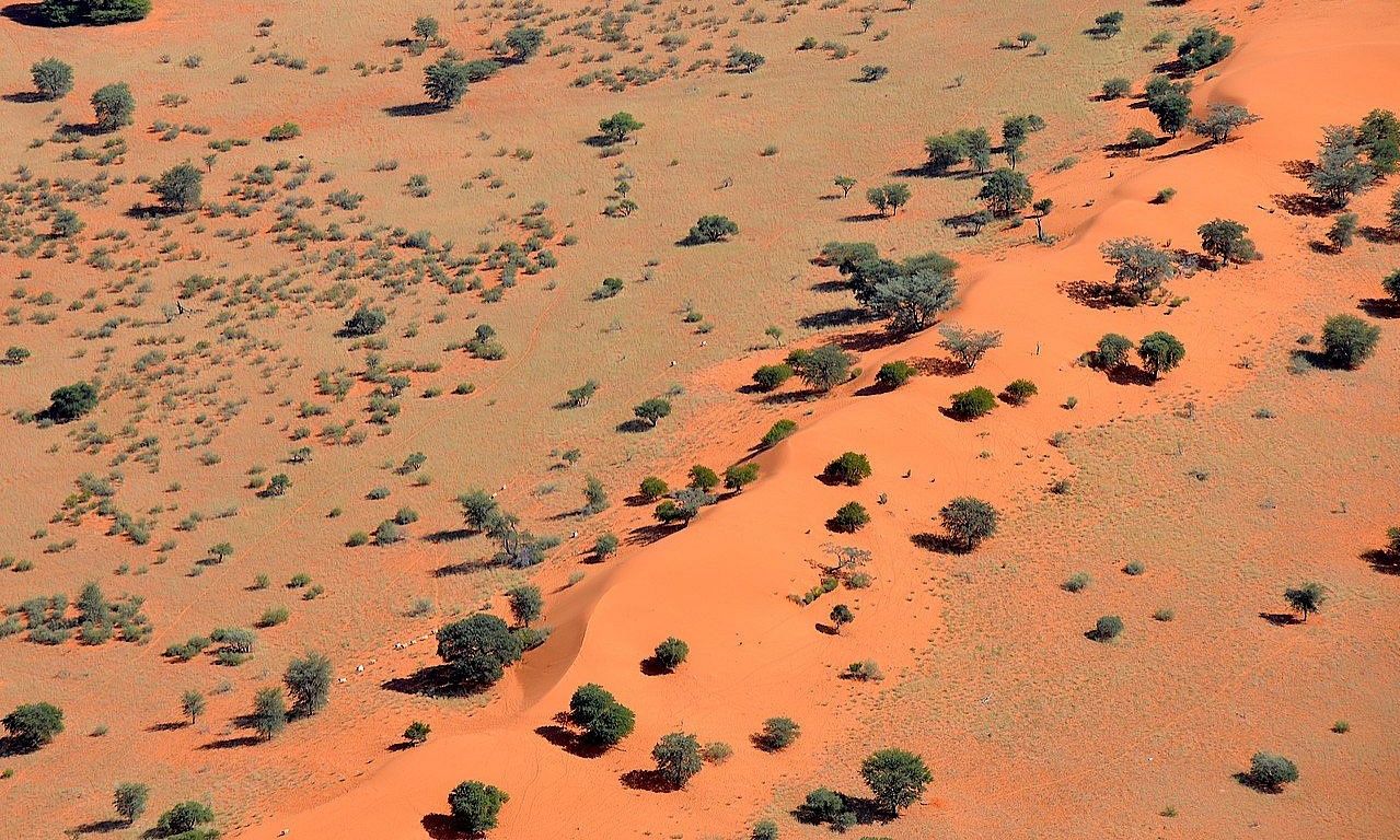 Sand dune in the Kalahari Desert  Namibia