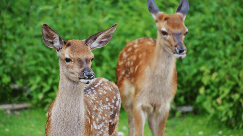 Two spotted deer standing in the backdrop of lush green foliage