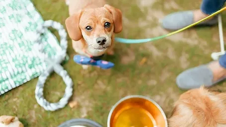 Puppy sitting near food bowls on a mat outdoors at Karma Chalets.