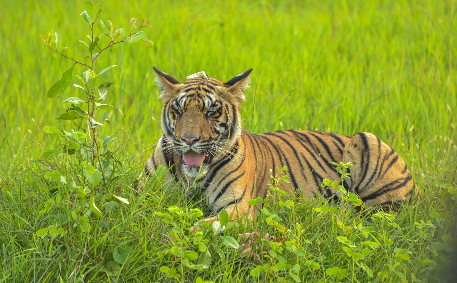 A tiger sitting amidst green vegetation while looking away at Trees N Tigers, Tadoba.