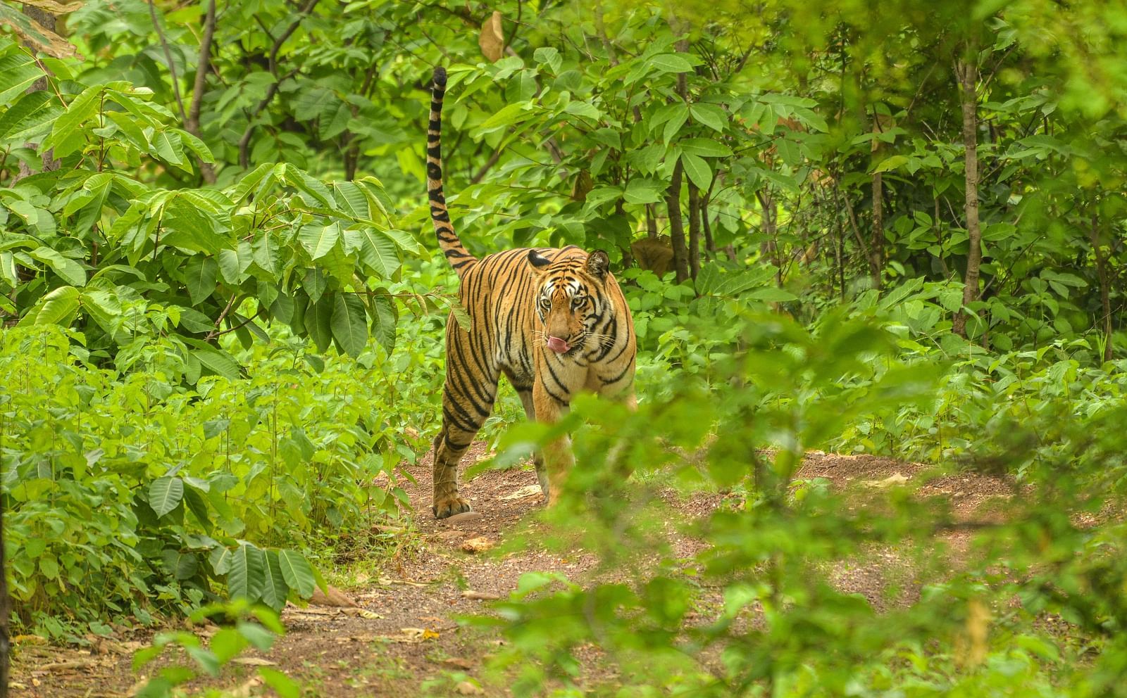 A tiger licking its mouth at Trees N Tigers, Tadoba.