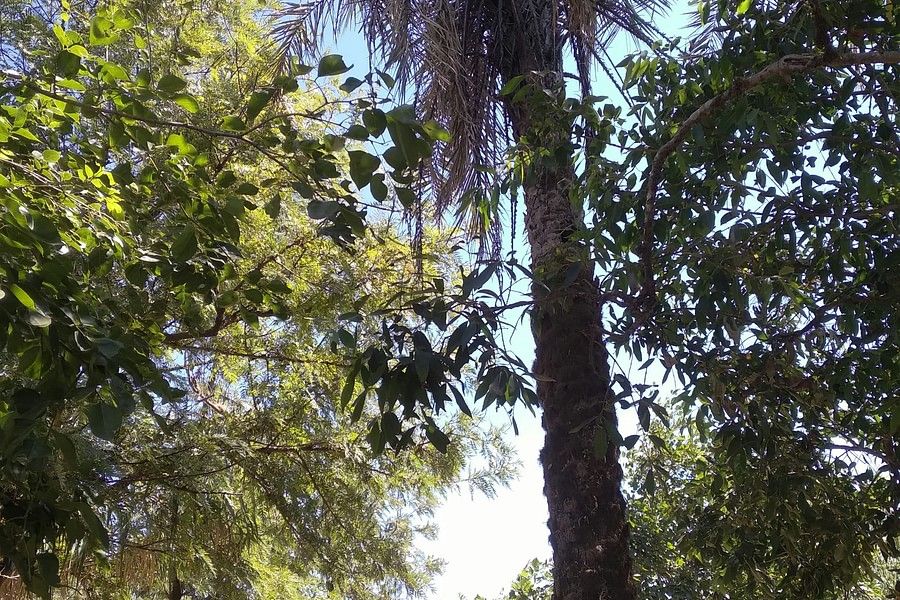 A tall tree with a palm-like top stands among other dense greenery under a bright blue sky.