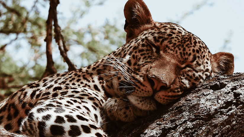 A leopard sleeping on a tree branch with blue sky in the background.