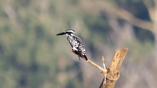 A bird perched on a dried branch looking into the distance with nature cover in the background