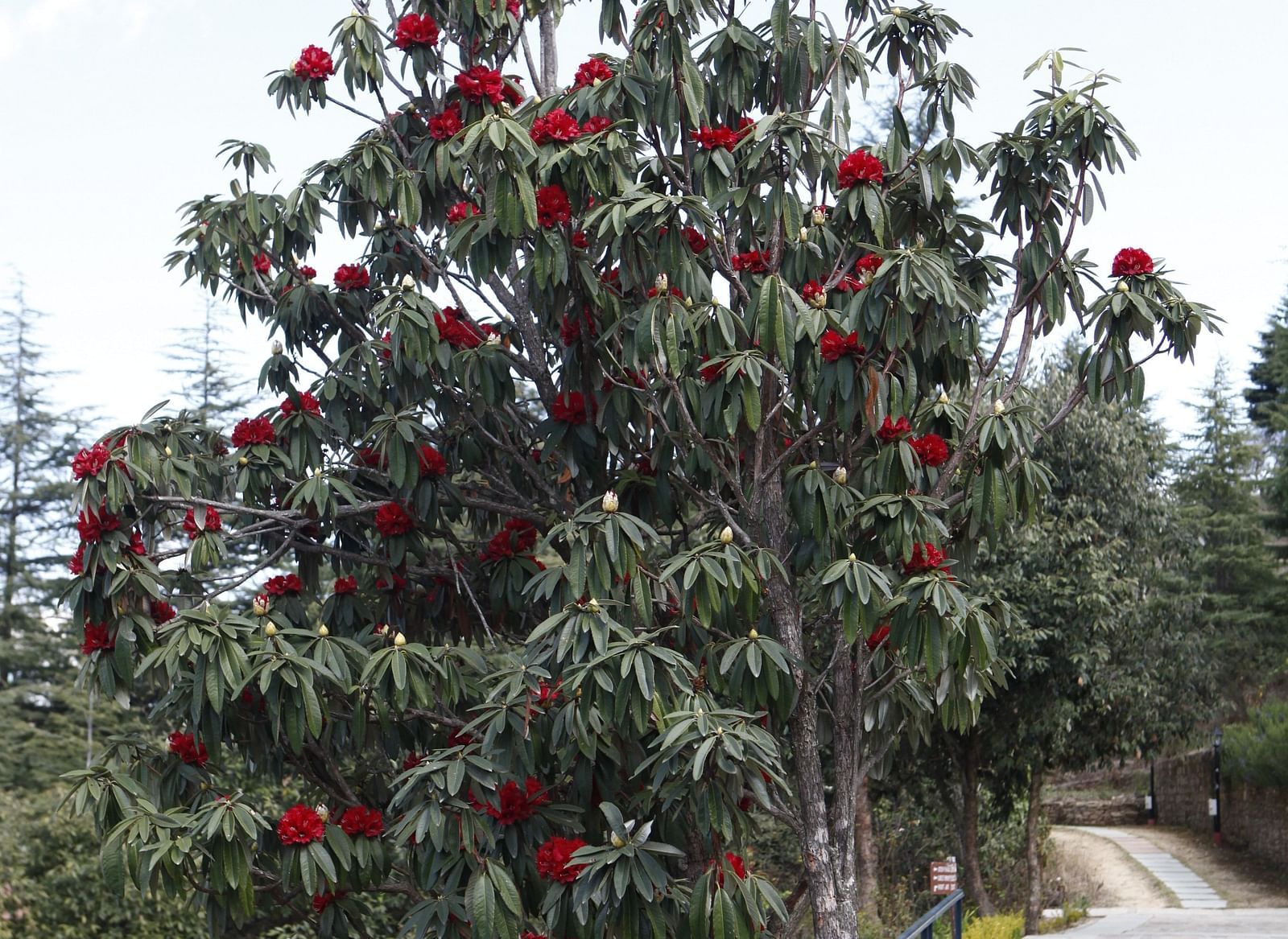 A blooming tree with vivid flowers in a serene garden - BluSalzz Escapade - Anant Rasa Resort