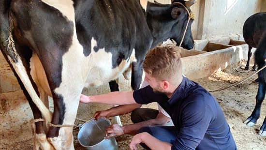 Milking the Cow - Dairy at Umaid Palace