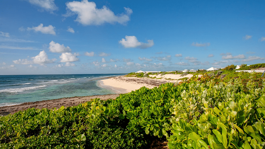 View of the ocean and shoreline with dense greenery | Abaco Inn