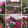 PXL 20240208 122915651-COLLAGE