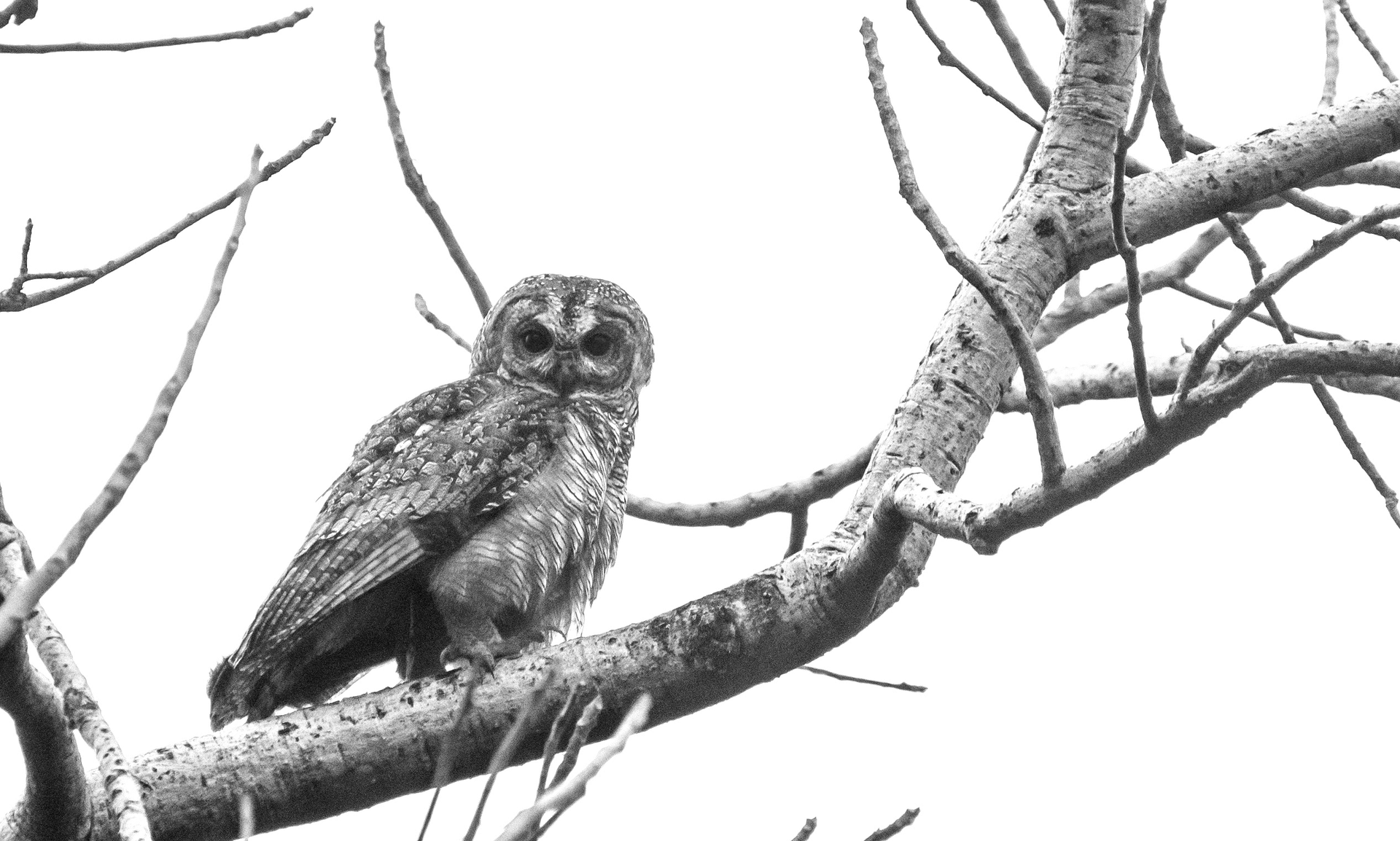 Mottled wood owl 2